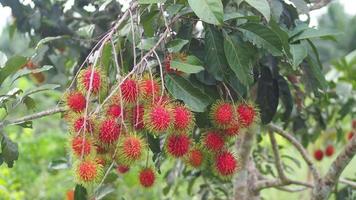 begreppet thai frukt rambutan. röd rambutan frukt, läcker, söt, doftande, redo att skördas för försäljning. video