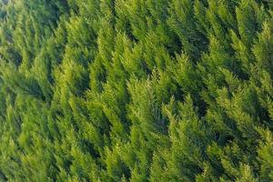 primer plano de las ramas de coníferas jóvenes de color verde brillante sobre un fondo verde borroso, enfoque suave foto