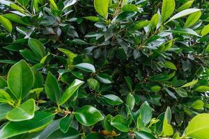 Close-up of a beautiful fresh bush branch with green leaves, the background is blurred. photo