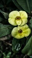 foto de flores amarillas de eurfobia que crecen en el patio como decoración