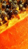 Papaya seeds that are split open are black and orange, a tropical fruit rich in vitamins photo