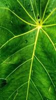 Green leaf ornamental plants that grow in the yard of the house in pots photo