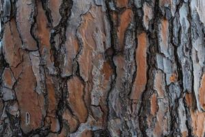 primer plano del tronco de un árbol adulto foto