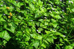 Nature Flower with Green Leaf photo