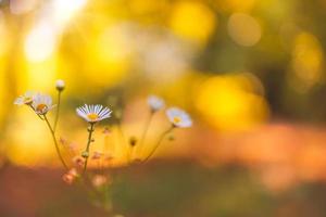Abstract sunset field landscape yellow daisy flowers grass meadow on warm golden hour sunset or sunrise time. Tranquil spring summer nature closeup and blurred forest background. Idyllic nature photo