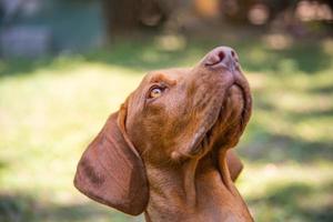 hermoso retrato de perro vizsla húngaro. perro de caza vizsla acostado en un jardín y mirando hacia un lado. fondo de perro foto