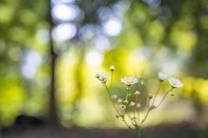 Abstract sunset field landscape yellow daisy flowers grass meadow on warm golden hour sunset or sunrise time. Tranquil spring summer nature closeup and blurred forest background. Idyllic nature photo