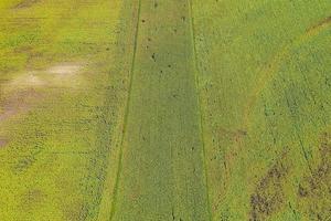 Aerial top view photo from flying drone of a land with sown green fields in countryside in spring day. Land with grown plants