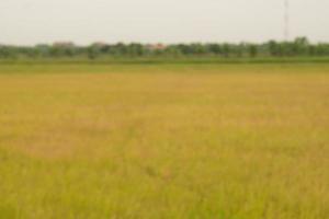 Abstract background of golden rice photo