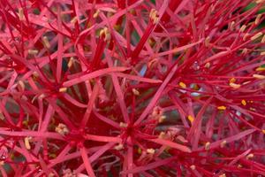 Abstract background and texture of red scadoxus multiflorus photo