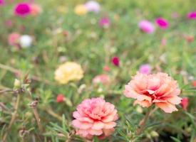 hermoso de flores portulaca oleracea en la naturaleza foto