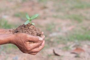 small plants and soil in old hands with bokeh and blurred photo