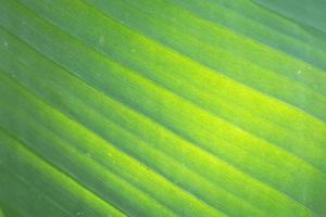 background and texture of fresh banana green leaf with sunlight photo