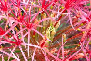 Abstract background and texture of red scadoxus multiflorus photo