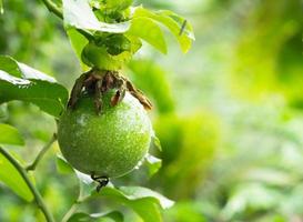 Fresh Passiflora edulis or Passionfruit photo