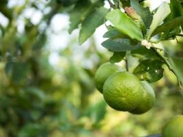 Close up green lime on trunk and blurred background photo