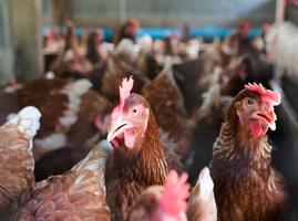 Many chickens are in the farm with blurred background. photo