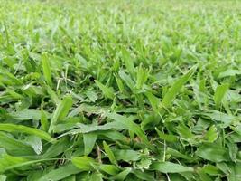 Abstract and texture of green grass with blur background photo