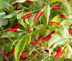 full farme red and green guinea-pepper photo