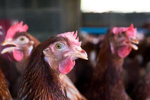 Close up hens in the farm photo