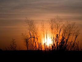 Silhouette wind turbine and grass field with sunset in the grass photo