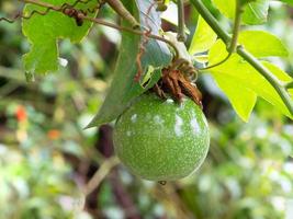 Raw Passiflora edulis or Passionfruit photo