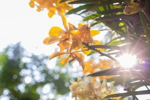 flor de orquídea amarilla de primavera con el estallido del sol sobre un fondo de bokeh blanco y verde. flores de orquídea de primavera tomadas en una exposición en tailandia durante el día. flor de orquídea en el jardín. foto