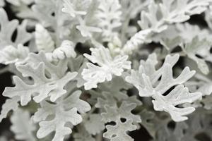 White leaves on gray background photo