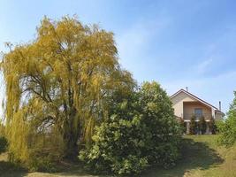 weeping willow in the yard photo