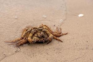cangrejo muerto en la arena junto al mar foto