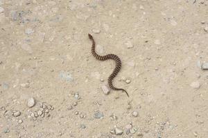 Gloydius halys snake photo