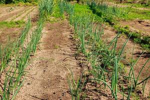 First greens grow in the garden in spring. Gardening and growing farm vegetables. Rural life. photo