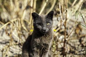 Gray cat on the street photo