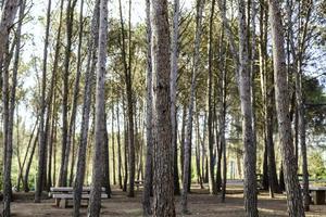 Tree trunks in the forest photo