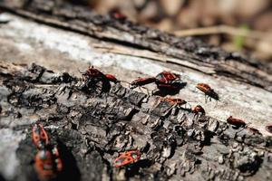 Red-black beetles crawl out from under bark of tree. photo