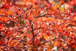 Barberry branches with red leaves in the autumn garden. photo