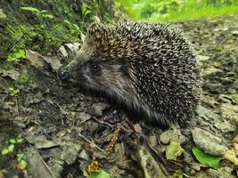 un lindo erizo está sentado en el bosque. foto