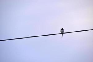 A bird on a wire against a blue sky background photo