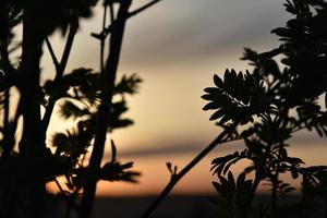 Black branches and leaves of mountain ash on the background of the sunset sky photo