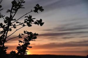 Black branches and leaves of mountain ash on the background of the sunset sky