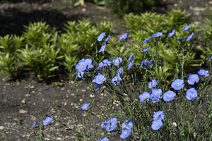 Blue flowers of flax field Flax Linum of the Flax family Linaceae photo