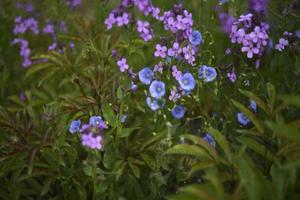 Blue flowers of flax field Flax Linum of the Flax family Linaceae photo