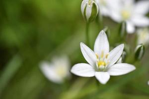 ornithogalum es un género de plantas herbáceas bulbosas perennes de la subfamilia jacinto hyacinthaceae de la familia de los espárragos asparagaceae foto