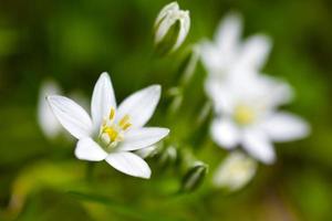 ornithogalum es un género de plantas herbáceas bulbosas perennes de la subfamilia jacinto hyacinthaceae de la familia de los espárragos asparagaceae foto