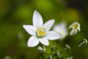 ornithogalum es un género de plantas herbáceas bulbosas perennes de la subfamilia jacinto hyacinthaceae de la familia de los espárragos asparagaceae foto