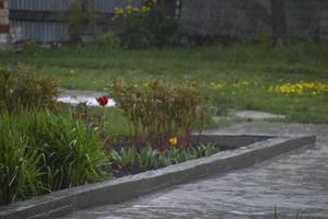 Drops of spring rain in a green garden photo