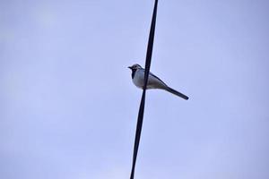 A bird on a wire against a blue sky background photo