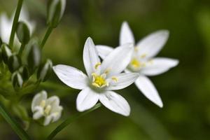 ornithogalum es un género de plantas herbáceas bulbosas perennes de la subfamilia jacinto hyacinthaceae de la familia de los espárragos asparagaceae foto