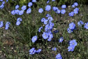 Blue flowers of flax field Flax Linum of the Flax family Linaceae photo