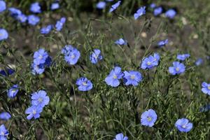 Blue flowers of flax field Flax Linum of the Flax family Linaceae photo